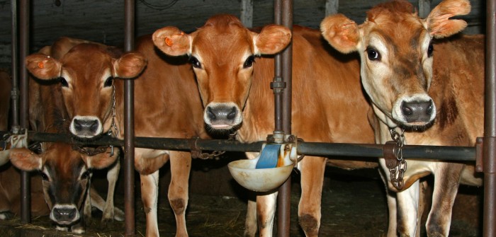 Bodenbelag für Kuhstall: Gestaltung des Betonbodens hat Einfluss auf die Milchproduktion