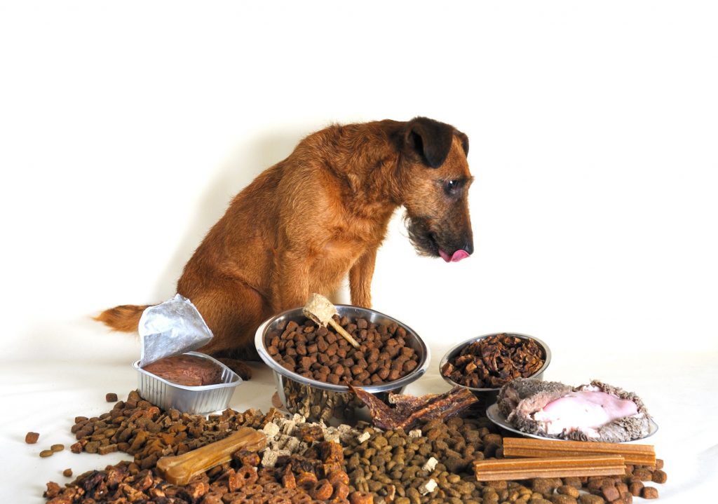 Ob der Hund gerade am überlegen ist, in welchem dieser vielen Futtersorten wohl Plastik enthalten sein könnte?