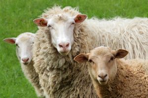 Dämmmatten aus Schafwolle (#3)