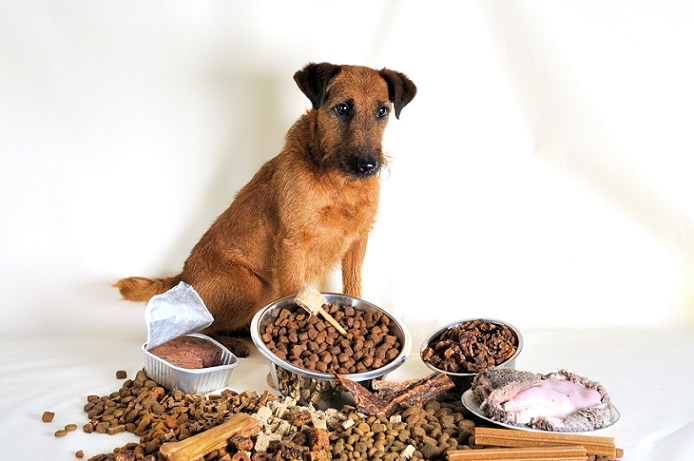 Hund mit verschiedenem Futter: Welches sollte wohl das Richtige sein