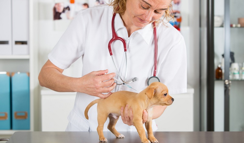 Ein sehr empfindlicher Punkt in der Thematik, wie die Pharmaindustrie die Hunde krank macht, ist die Impfung.
