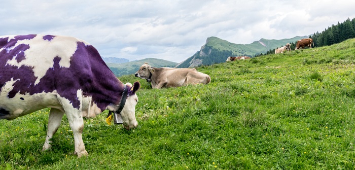 Milka: E-Mail an Kuh oder Moderatorin? ( Foto: Shutterstock- Davide Rigon)