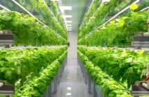 Swegreens: vertikale IoT-Farmen in Städten (Foto: Adobe Stock - Wirestock)